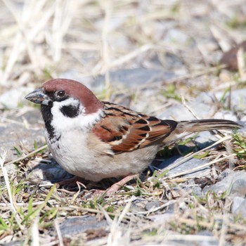 Eurasian Tree Sparrow 印旛沼 Sun, 2/4/2018