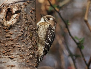 Japanese Pygmy Woodpecker きずきの森(北雲雀きずきの森) Sat, 1/28/2023