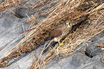 チョウゲンボウ 明石市大久保町 2023年1月9日(月)