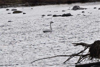 Tundra Swan(columbianus) 多摩川 Mon, 1/30/2023