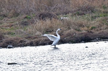 Tundra Swan(columbianus) 多摩川 Mon, 1/30/2023