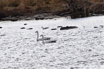 Tundra Swan(columbianus) 多摩川 Mon, 1/30/2023