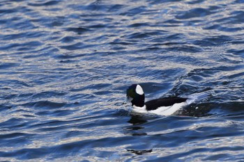 2023年1月30日(月) 多摩川の野鳥観察記録