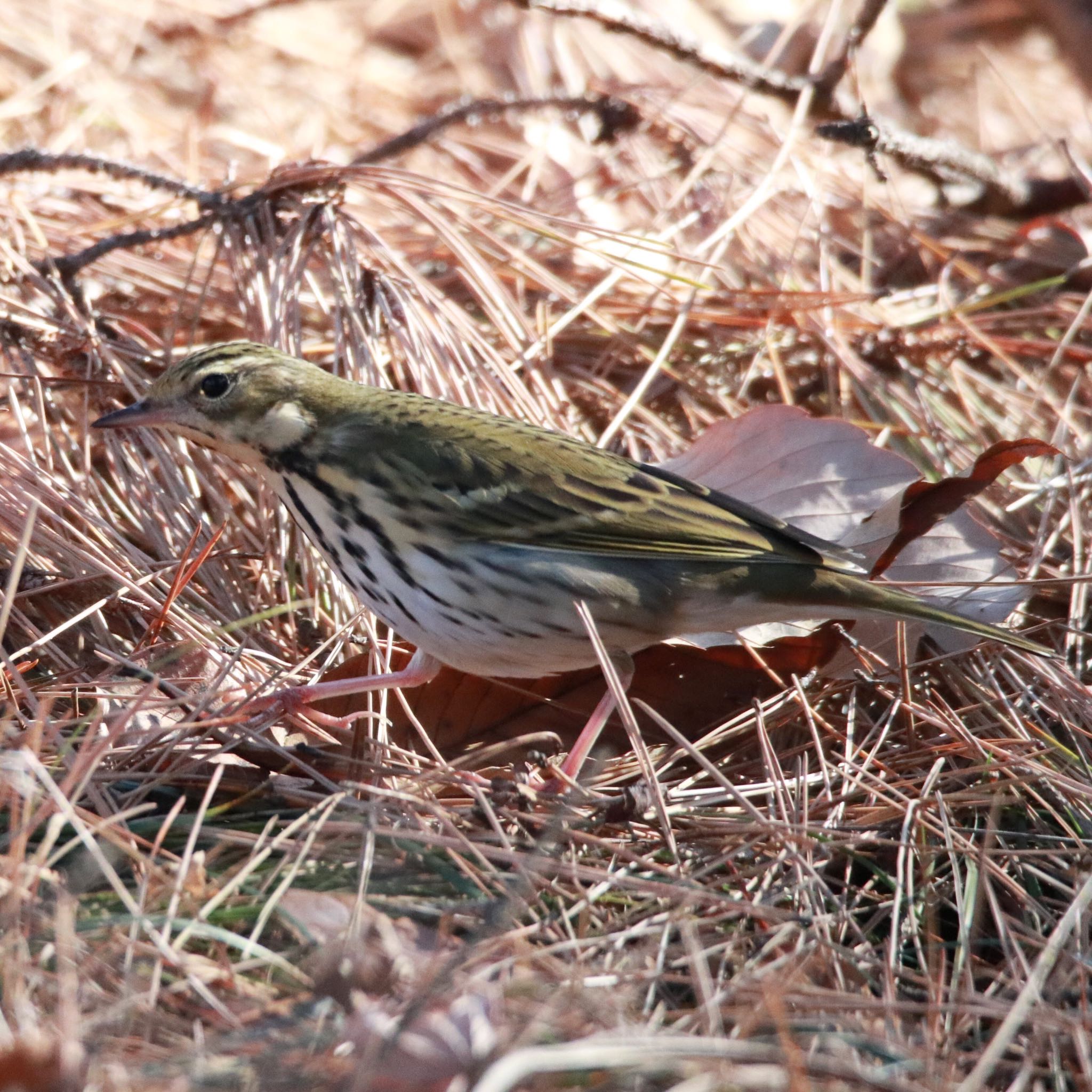 Photo of Olive-backed Pipit at 真岡井頭公園 by nejimakibird