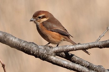 Bull-headed Shrike 国立科学博物館附属自然教育園 (港区, 東京) Sun, 1/29/2023