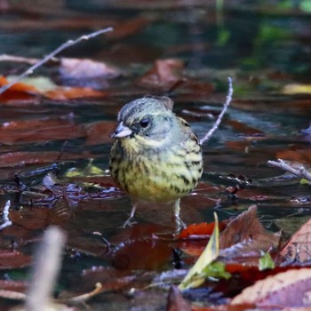 Masked Bunting 21世紀の森と広場(千葉県松戸市) Sat, 12/9/2017