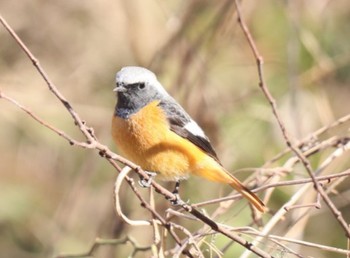 Daurian Redstart Asaba Biotope Sat, 1/28/2023