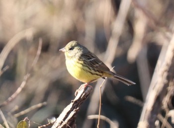 Masked Bunting Asaba Biotope Sat, 1/28/2023