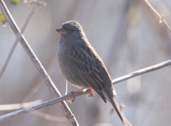 Grey Bunting Asaba Biotope Sat, 1/28/2023