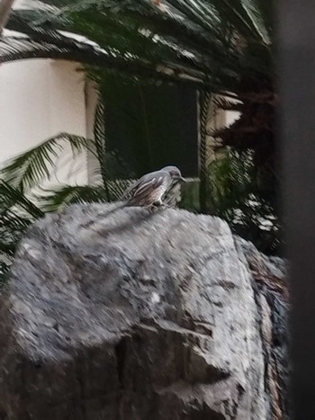 Brown-eared Bulbul 大阪市住之江区 Mon, 1/30/2023