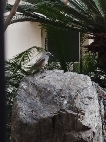 Brown-eared Bulbul 大阪市住之江区 Mon, 1/30/2023