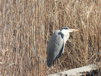 2023年1月31日(火) 行徳野鳥保護区の野鳥観察記録