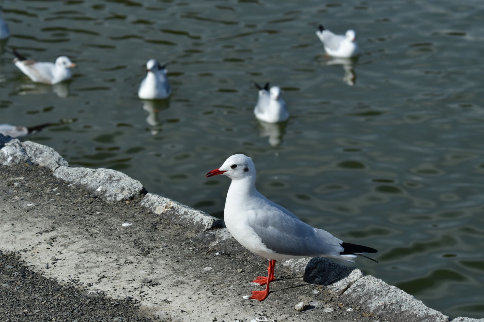 蓮華寺池公園 ユリカモメの写真 by Taka Eri