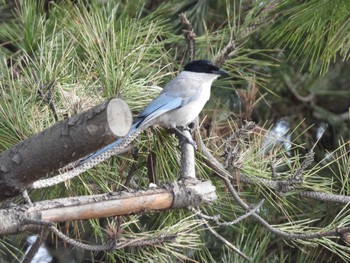 2023年1月31日(火) ふなばし三番瀬海浜公園の野鳥観察記録