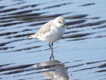 ミユビシギ ふなばし三番瀬海浜公園 2023年1月31日(火)