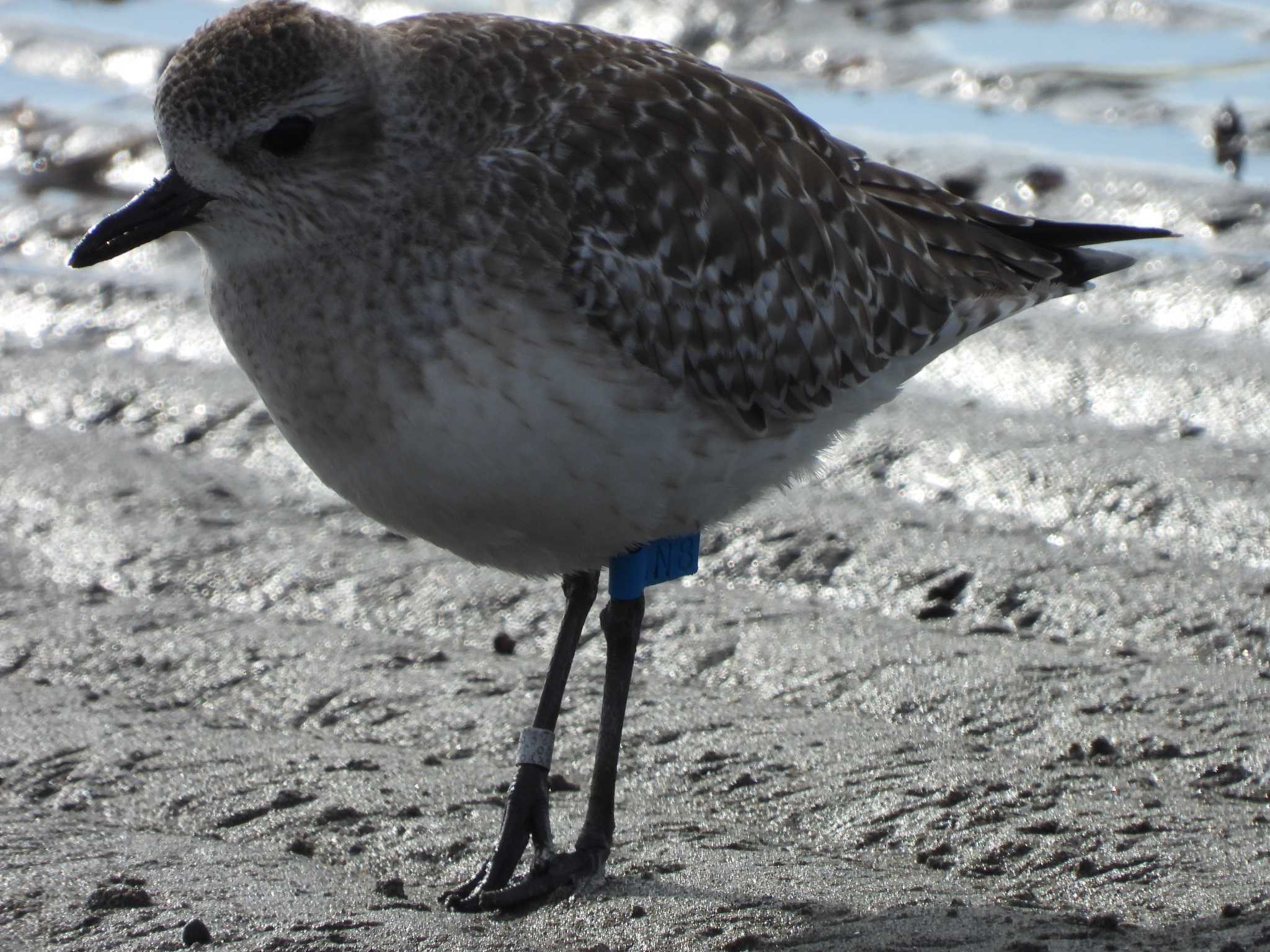 ふなばし三番瀬海浜公園 ダイゼンの写真 by おでんだね