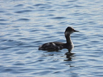 ハジロカイツブリ ふなばし三番瀬海浜公園 2023年1月31日(火)