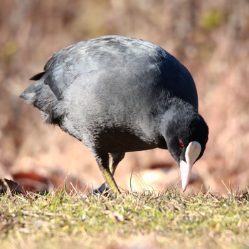 Eurasian Coot 21世紀の森と広場(千葉県松戸市) Sat, 12/9/2017