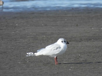 ズグロカモメ ふなばし三番瀬海浜公園 2023年1月31日(火)