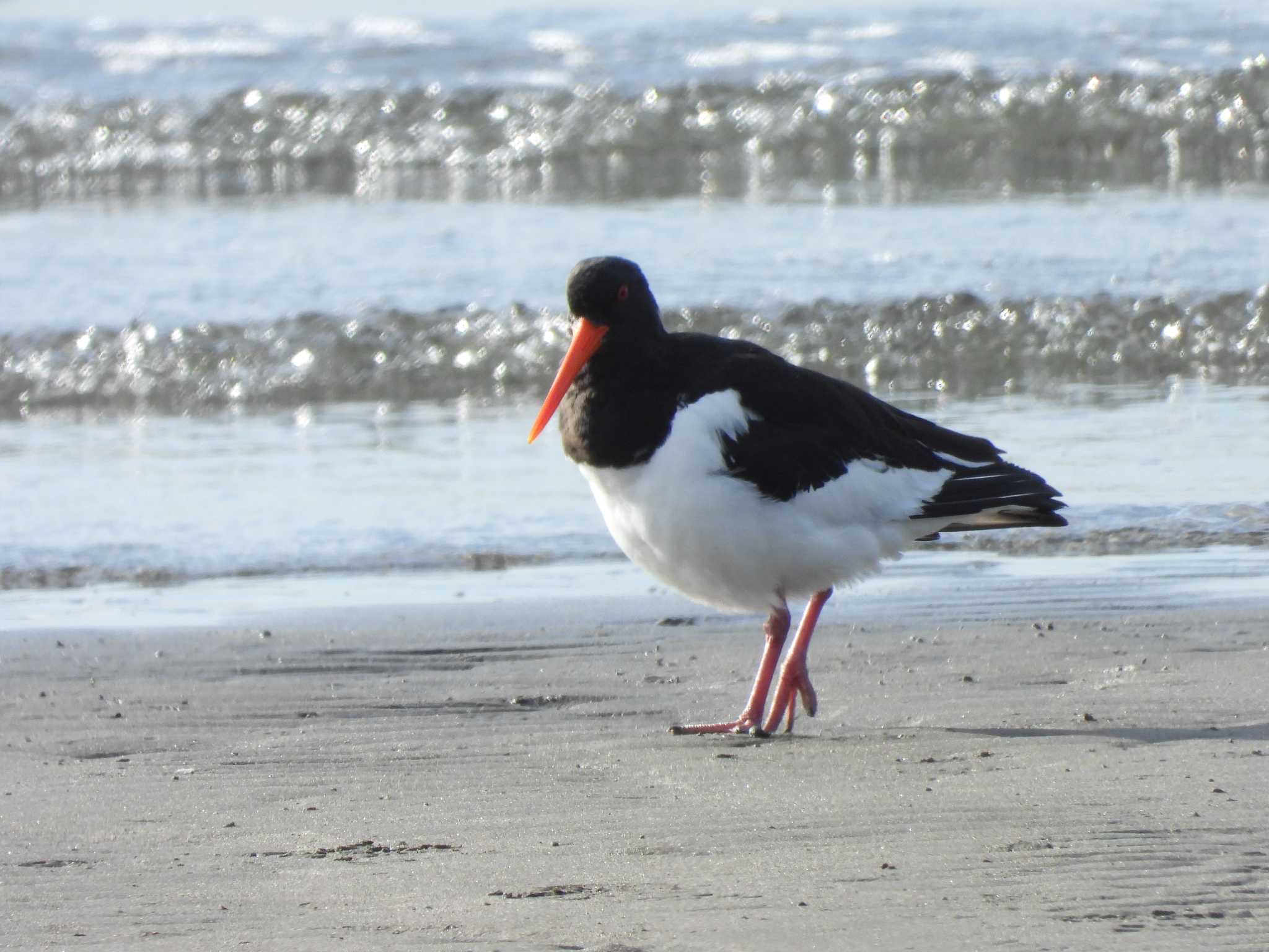 ふなばし三番瀬海浜公園 ミヤコドリの写真 by おでんだね