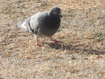 カワラバト ふなばし三番瀬海浜公園 2023年1月31日(火)