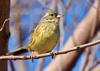 アオジ 東京港野鳥公園 2023年1月31日(火)