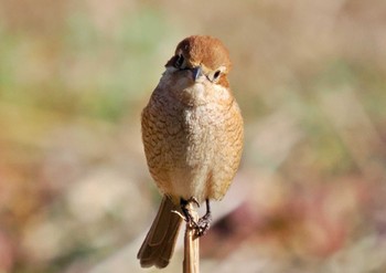 モズ 東京港野鳥公園 2023年1月31日(火)