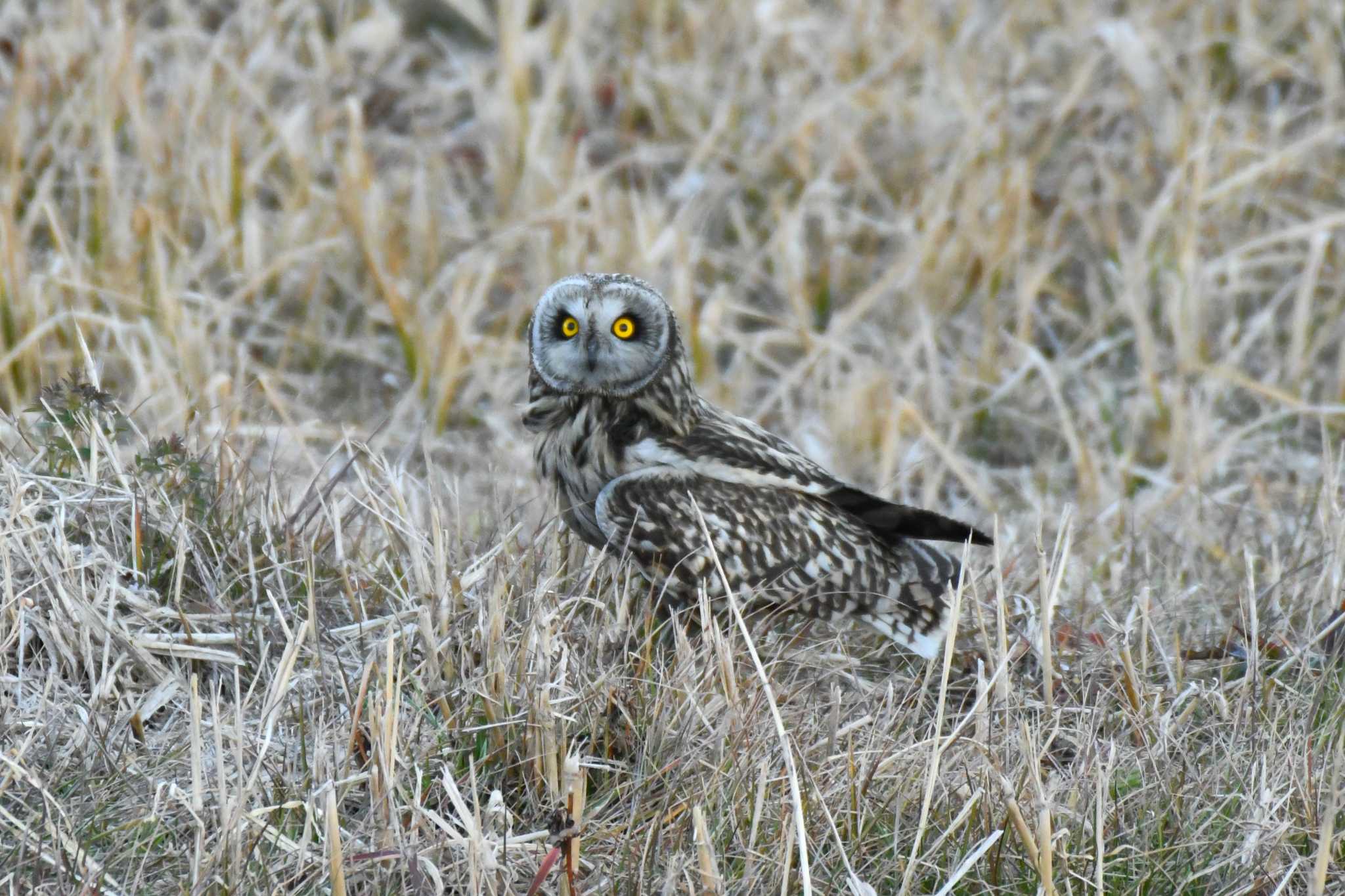  コミミズクの写真 by TK2