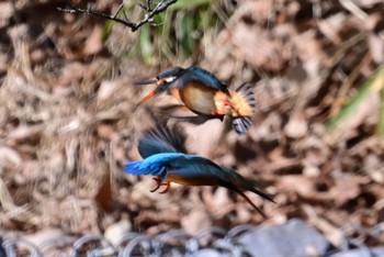 Sun, 1/29/2023 Birding report at 坂田ヶ池総合公園