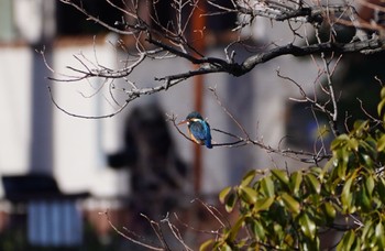 Common Kingfisher 万代池 Tue, 1/31/2023