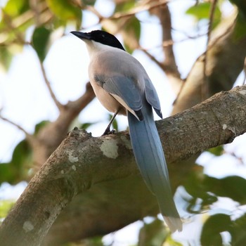 Azure-winged Magpie Mizumoto Park Sun, 11/26/2017