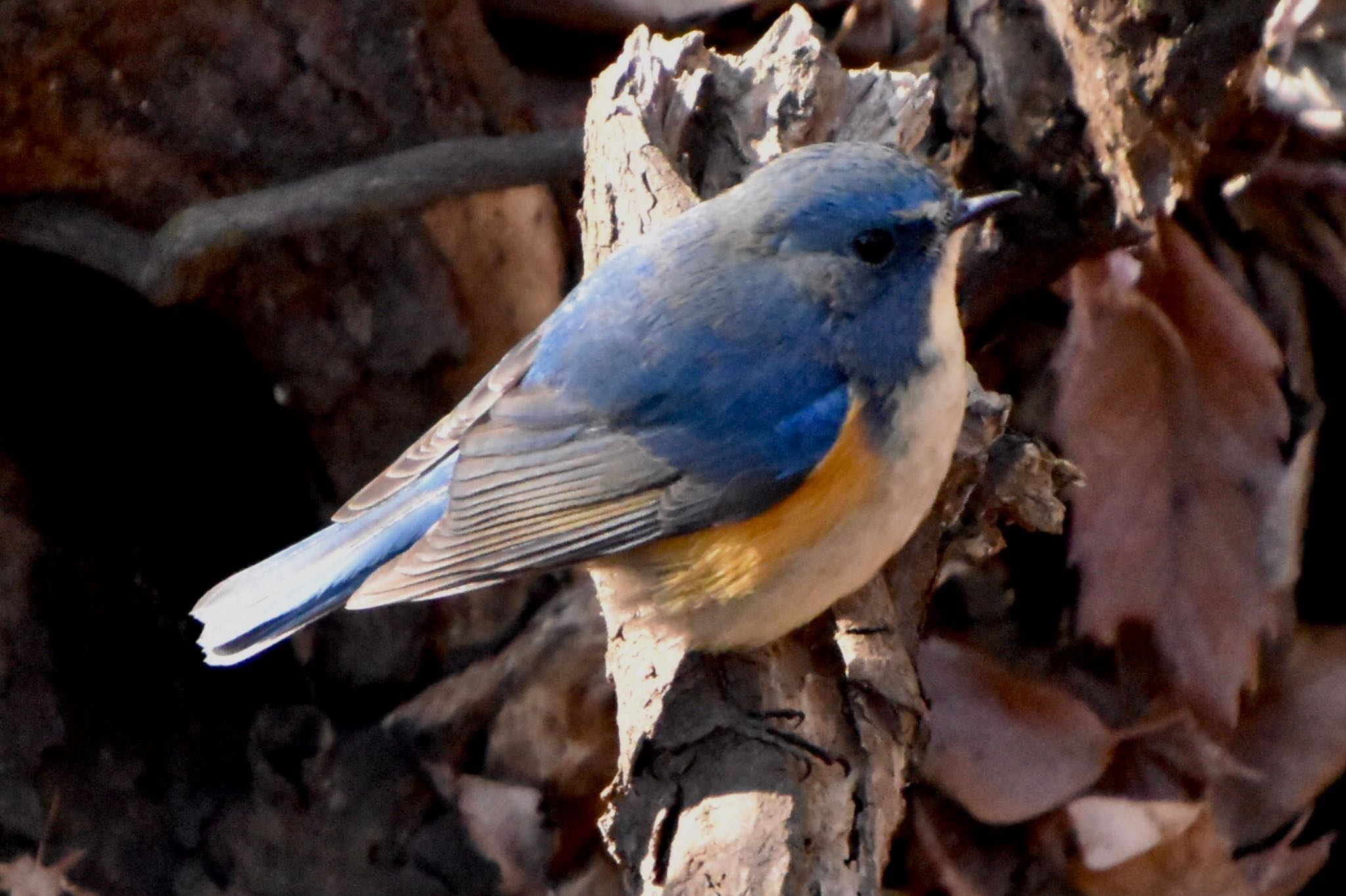 Photo of Red-flanked Bluetail at Komiya Park by 遼太