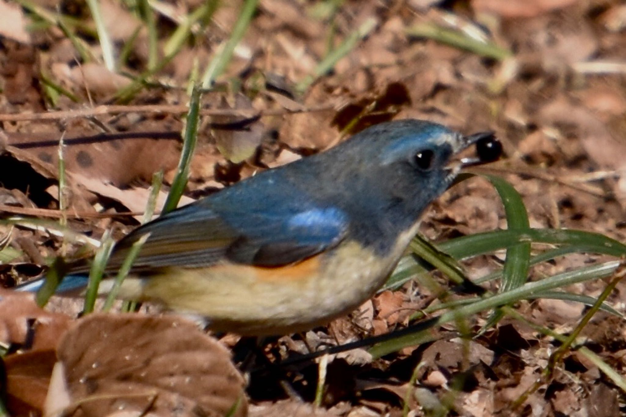 Red-flanked Bluetail