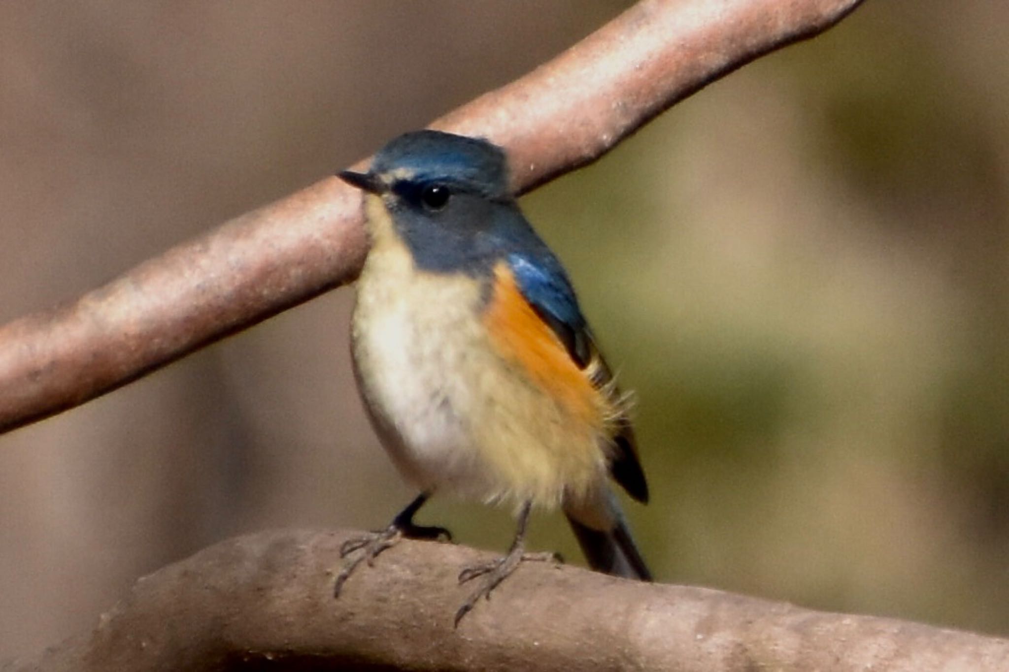 Red-flanked Bluetail