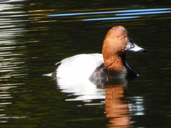 Fri, 11/25/2022 Birding report at 武蔵丘陵森林公園