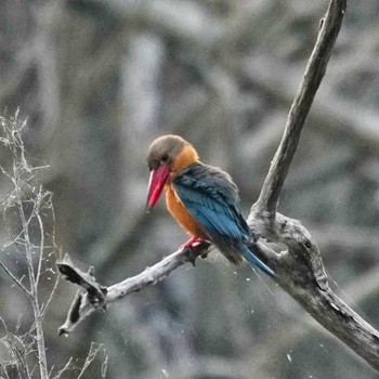 コウハシショウビン Bang Phra Non-Hunting area 2023年1月31日(火)