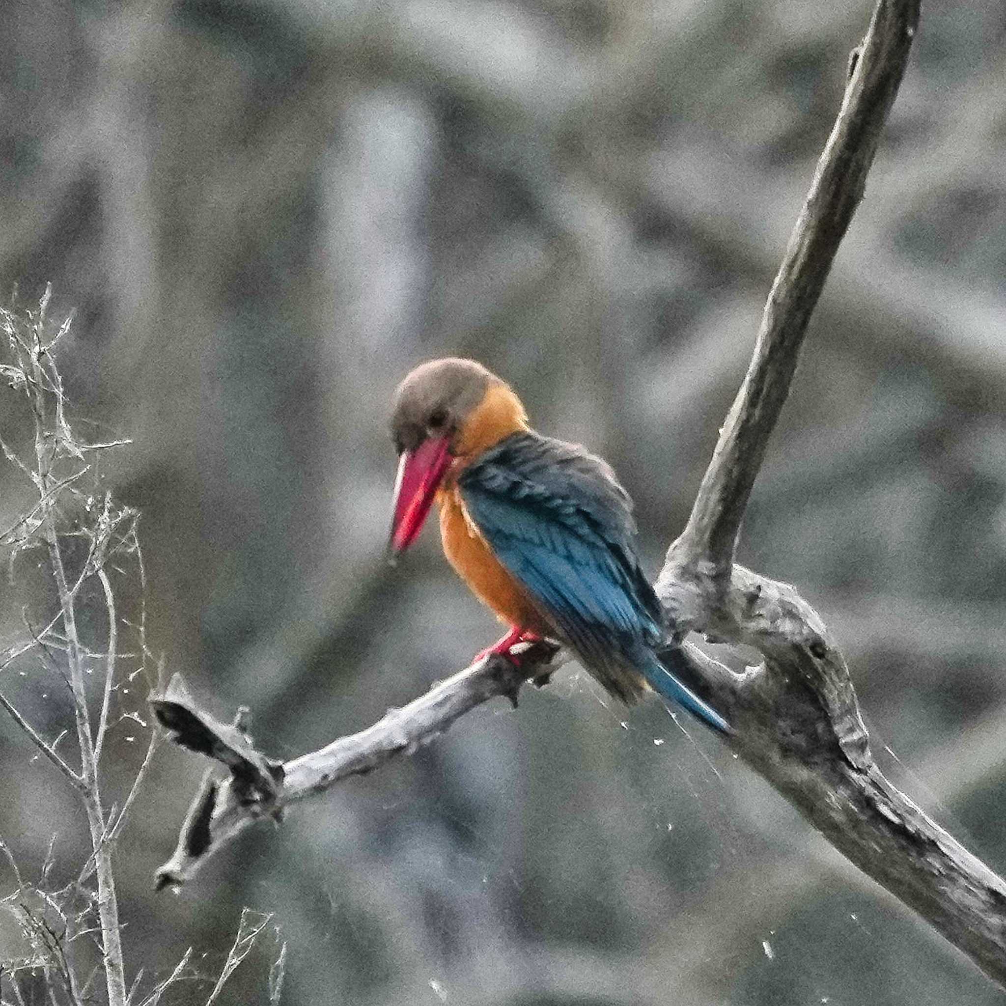 Stork-billed Kingfisher