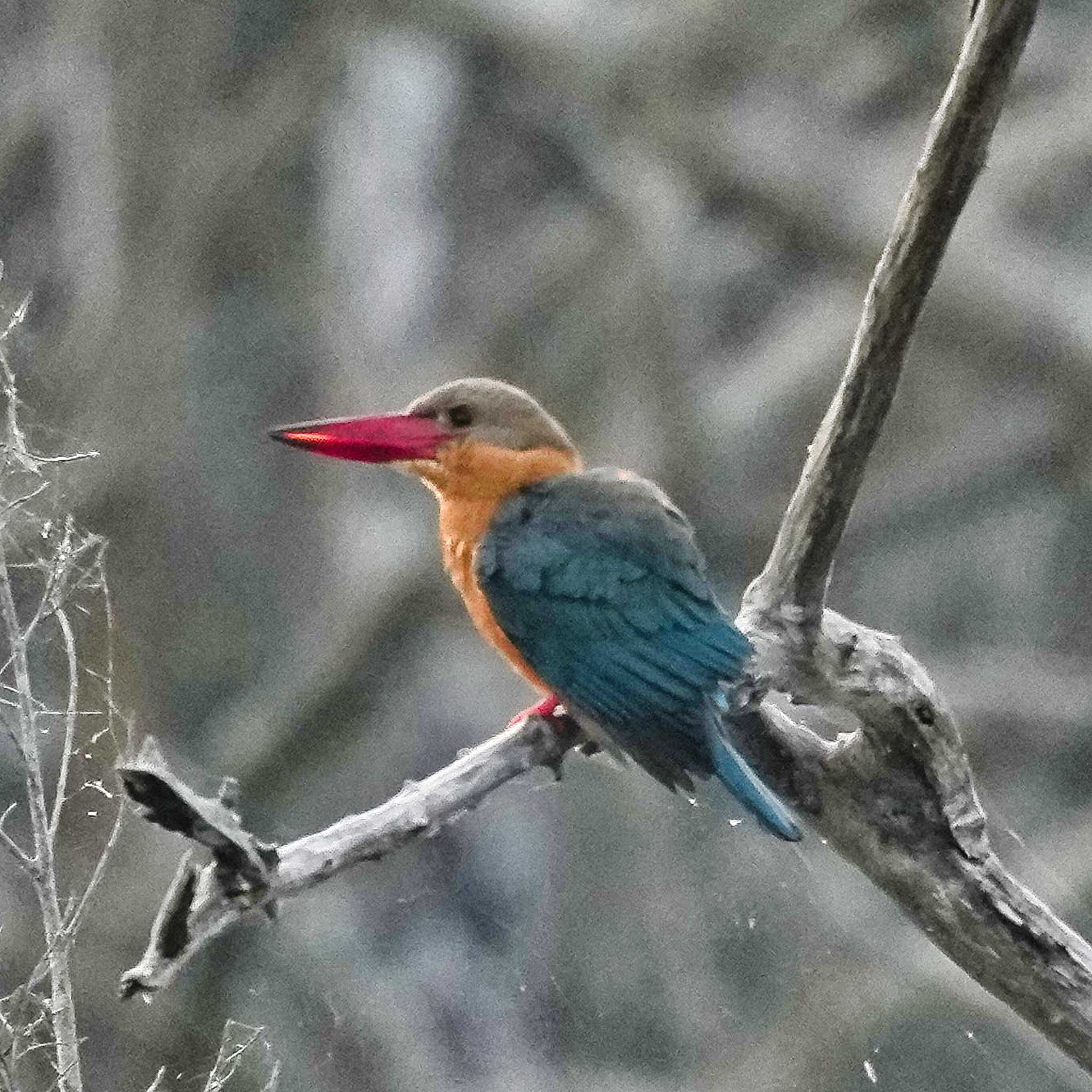 Stork-billed Kingfisher