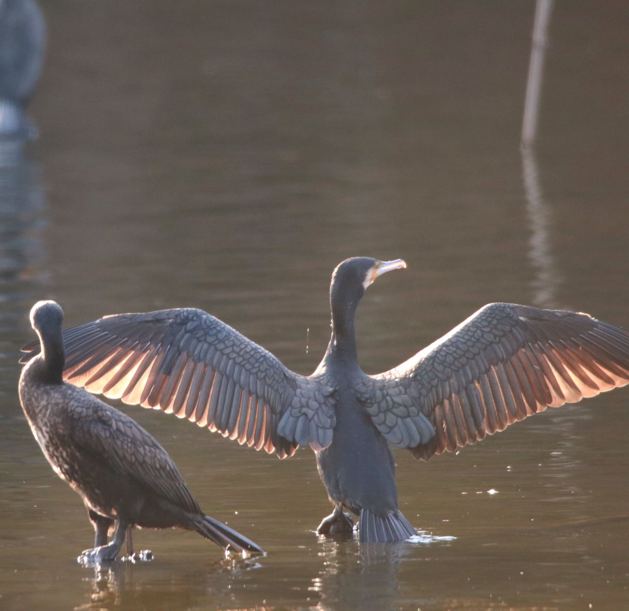 Photo of Great Cormorant at 真岡井頭公園 by nejimakibird