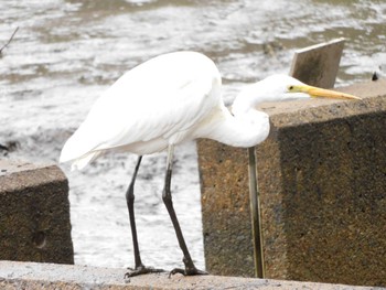 2022年11月20日(日) 大宮公園の野鳥観察記録