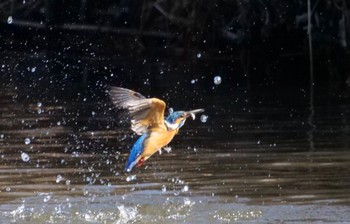 カワセミ 麻機遊水地 2023年1月30日(月)