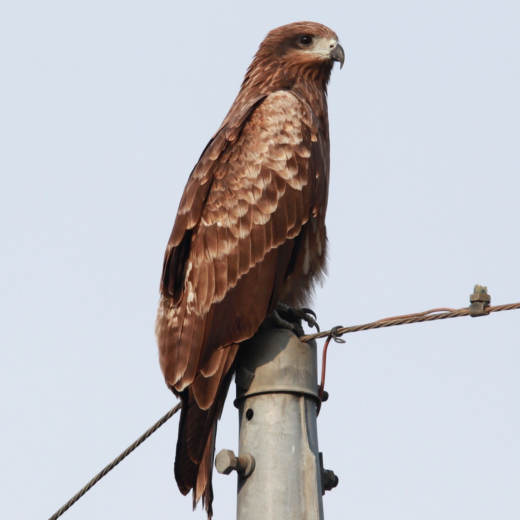 Photo of Black Kite at 真岡井頭公園 周辺 by nejimakibird