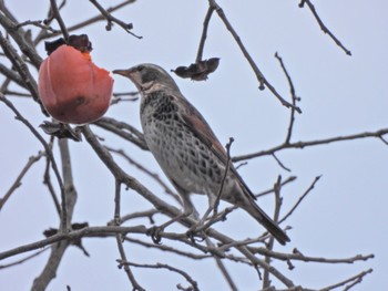 Dusky Thrush 公渕森林公園 Thu, 1/19/2023