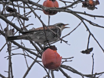 Dusky Thrush 公渕森林公園 Thu, 1/19/2023