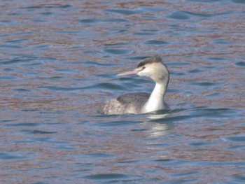 Great Crested Grebe 安岐川河口 Wed, 1/18/2023