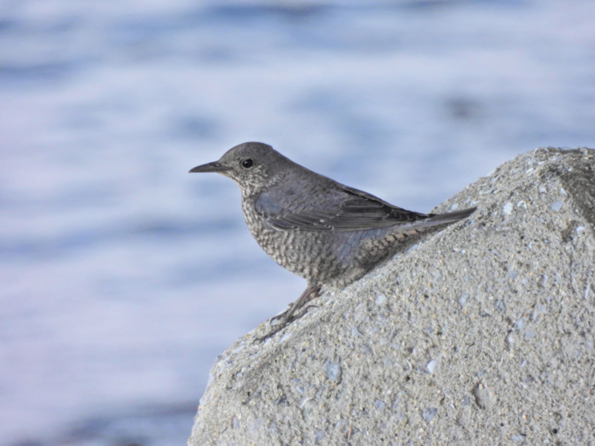 Blue Rock Thrush