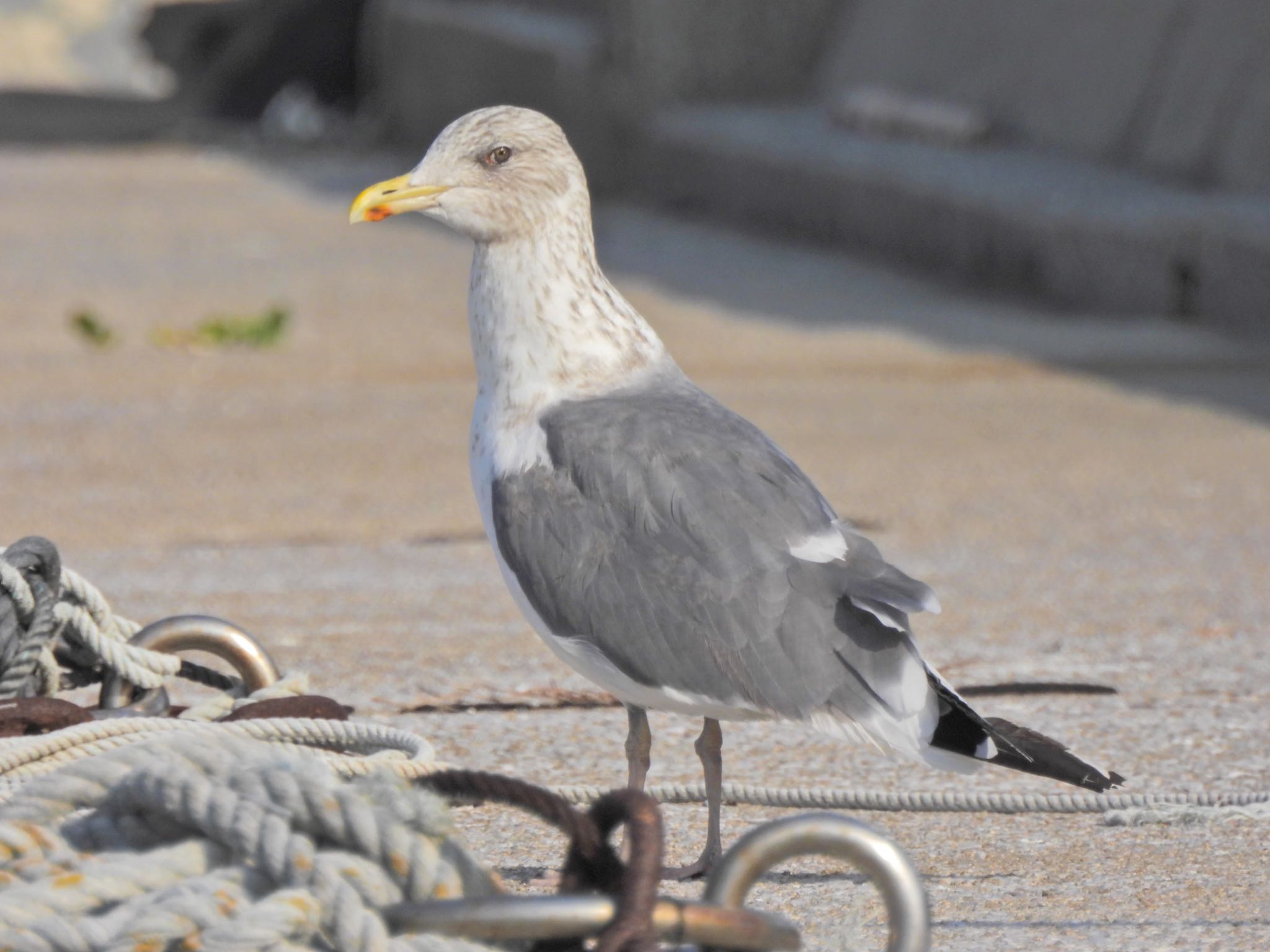 Vega Gull