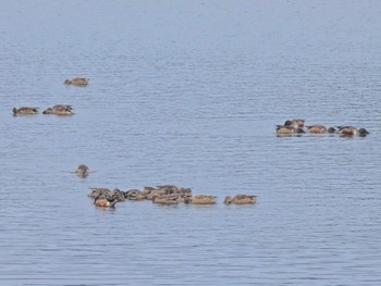 2023年1月19日(木) 公渕森林公園の野鳥観察記録