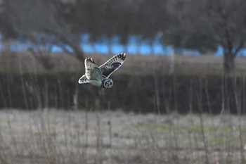 Short-eared Owl Unknown Spots Sun, 1/22/2023