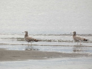 ウミネコ 葛西海浜公園 2022年10月19日(水)